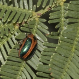 Calomela curtisi at Bruce Ridge to Gossan Hill - 30 Oct 2023 01:27 PM