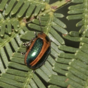 Calomela curtisi at Bruce Ridge to Gossan Hill - 30 Oct 2023 01:27 PM