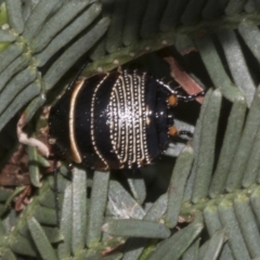 Ellipsidion australe (Austral Ellipsidion cockroach) at Bruce Ridge to Gossan Hill - 30 Oct 2023 by AlisonMilton