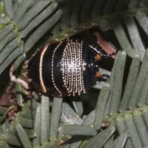 Ellipsidion australe at Bruce Ridge to Gossan Hill - 30 Oct 2023