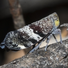 Platybrachys decemmacula (Green-faced gum hopper) at Bruce, ACT - 30 Oct 2023 by AlisonMilton