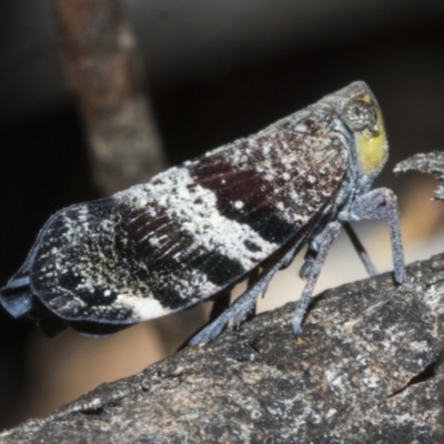 Platybrachys decemmacula (Green-faced gum hopper) at Bruce, ACT - 30 Oct 2023 by AlisonMilton