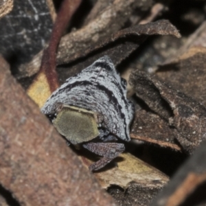 Platybrachys decemmacula at Bruce Ridge to Gossan Hill - 30 Oct 2023