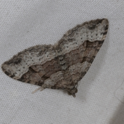 Epyaxa subidaria (Subidaria Moth) at Higgins, ACT - 14 Oct 2023 by AlisonMilton