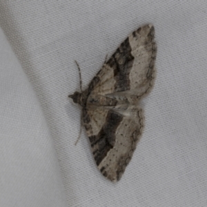 Epyaxa subidaria at Higgins, ACT - 14 Oct 2023 01:08 PM