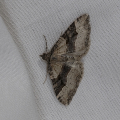 Epyaxa subidaria (Subidaria Moth) at Higgins, ACT - 14 Oct 2023 by AlisonMilton