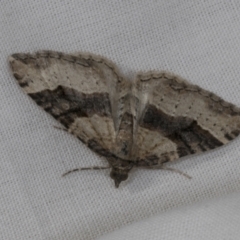 Epyaxa subidaria at Higgins, ACT - 14 Oct 2023