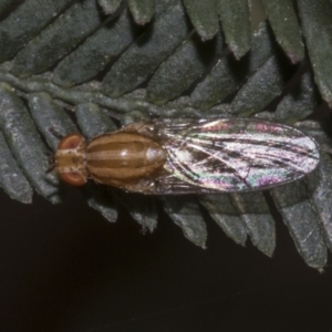 Sapromyza brunneovittata at Bruce Ridge to Gossan Hill - 30 Oct 2023