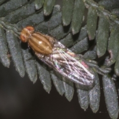 Sapromyza brunneovittata at Bruce Ridge to Gossan Hill - 30 Oct 2023 01:30 PM