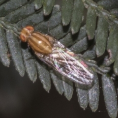 Sapromyza brunneovittata at Bruce Ridge to Gossan Hill - 30 Oct 2023