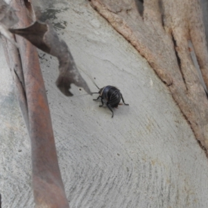 Ellipsidion australe at Murrumbateman, NSW - 10 Nov 2023