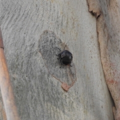 Ellipsidion australe at Murrumbateman, NSW - 10 Nov 2023 05:34 PM