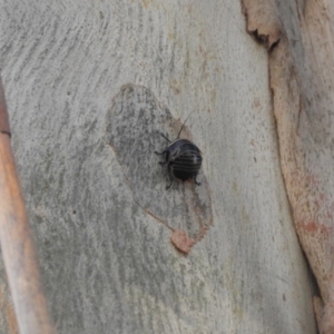 Ellipsidion australe at Murrumbateman, NSW - 10 Nov 2023