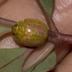 Paropsisterna fastidiosa (Eucalyptus leaf beetle) at Bruce Ridge to Gossan Hill - 30 Oct 2023 by AlisonMilton