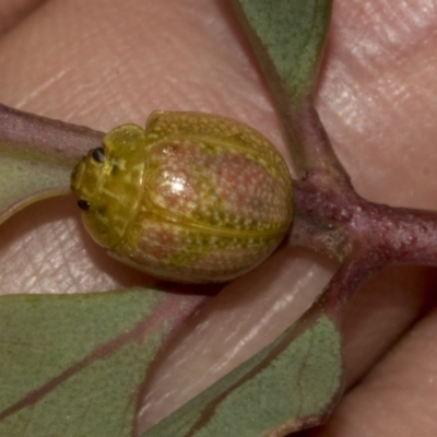 Paropsisterna fastidiosa (Eucalyptus leaf beetle) at Gossan Hill - 30 Oct 2023 by AlisonMilton