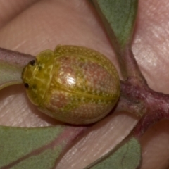 Paropsisterna fastidiosa at Gossan Hill - 30 Oct 2023