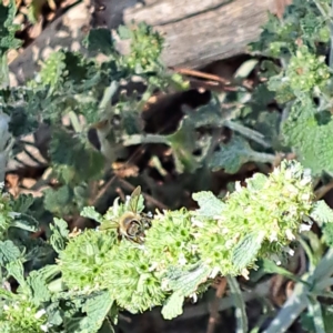 Apis mellifera at Justice Robert Hope Reserve (JRH) - 10 Nov 2023