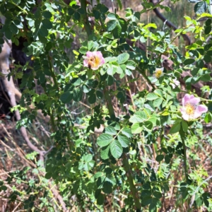 Apis mellifera at Justice Robert Hope Reserve (JRH) - 10 Nov 2023