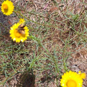 Hesperiidae (family) at Justice Robert Hope Reserve (JRH) - 10 Nov 2023