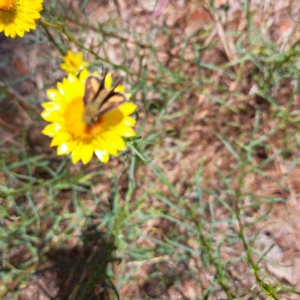 Hesperiidae (family) at Justice Robert Hope Reserve (JRH) - 10 Nov 2023 11:15 AM