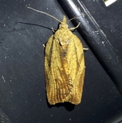 Cryptoptila (genus) (A Totricid moth (Tortricini)) at Jerrabomberra, NSW - 10 Nov 2023 by SteveBorkowskis