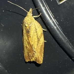 Cryptoptila (genus) at QPRC LGA - suppressed