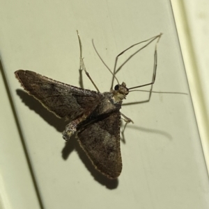 Endotricha melanchroa at QPRC LGA - suppressed