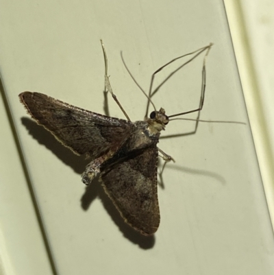 Endotricha melanchroa (A Pyralid moth (Endotrichinae)) at Jerrabomberra, NSW - 10 Nov 2023 by SteveBorkowskis