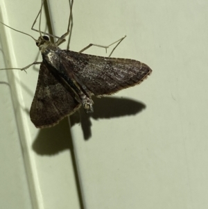 Endotricha melanchroa at QPRC LGA - suppressed