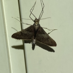 Endotricha melanchroa at QPRC LGA - suppressed