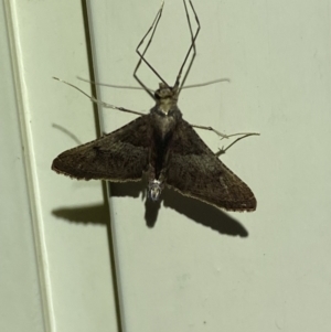 Endotricha melanchroa at QPRC LGA - 10 Nov 2023