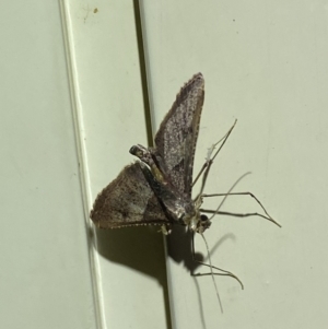 Endotricha melanchroa at QPRC LGA - 10 Nov 2023