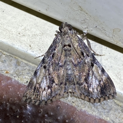 Epipaschiinae (subfamily) (A Pyralid moth) at Jerrabomberra, NSW - 10 Nov 2023 by SteveBorkowskis