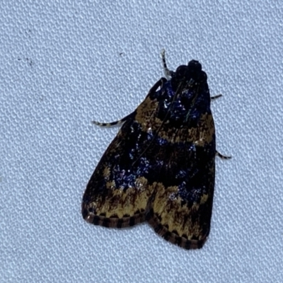 Araeopaschia undescribed spANIC19 (A Pyralid moth) at Jerrabomberra, NSW - 10 Nov 2023 by SteveBorkowskis