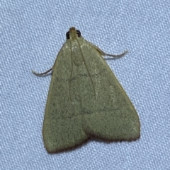 Ocrasa albidalis (A Pyralid moth) at Jerrabomberra, NSW - 10 Nov 2023 by SteveBorkowskis