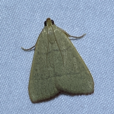 Ocrasa albidalis (A Pyralid moth) at Jerrabomberra, NSW - 10 Nov 2023 by SteveBorkowskis