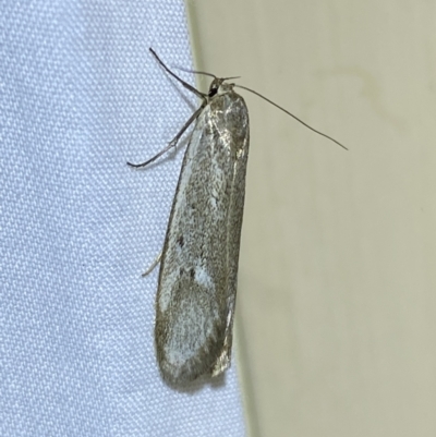 Philobota (genus) (Unidentified Philobota genus moths) at Jerrabomberra, NSW - 10 Nov 2023 by SteveBorkowskis