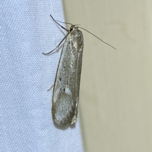 Philobota (genus) at QPRC LGA - 10 Nov 2023