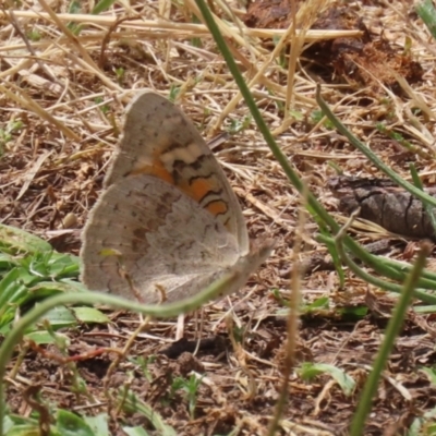 Junonia villida (Meadow Argus) at Bonython, ACT - 10 Nov 2023 by RodDeb