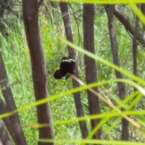 Papilio aegeus at Stranger Pond - 10 Nov 2023