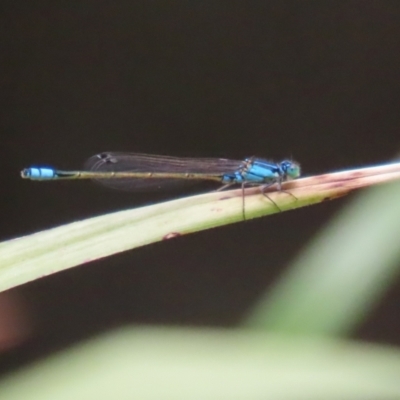 Ischnura heterosticta (Common Bluetail Damselfly) at Bonython, ACT - 10 Nov 2023 by RodDeb