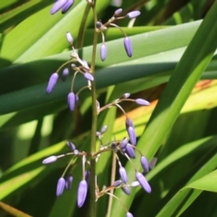Dianella (genus) (Flax Lily) at Stranger Pond - 10 Nov 2023 by RodDeb