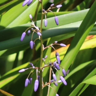 Dianella sp. (Flax Lily) at Bonython, ACT - 10 Nov 2023 by RodDeb