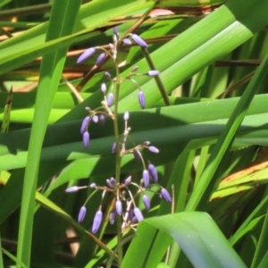 Dianella sp. at Stranger Pond - 10 Nov 2023 01:36 PM