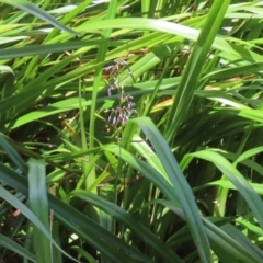 Dianella sp. at Stranger Pond - 10 Nov 2023 01:36 PM