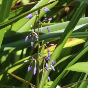 Dianella sp. at Stranger Pond - 10 Nov 2023 01:36 PM