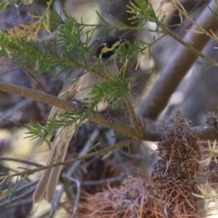 Caligavis chrysops (Yellow-faced Honeyeater) at Bonython, ACT - 10 Nov 2023 by RodDeb