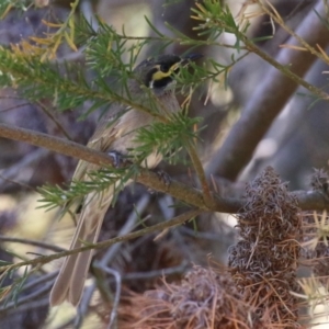 Caligavis chrysops at Stranger Pond - 10 Nov 2023 01:35 PM