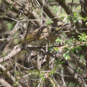 Caligavis chrysops at Stranger Pond - 10 Nov 2023 01:35 PM