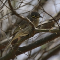 Caligavis chrysops at Stranger Pond - 10 Nov 2023 01:35 PM